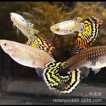 Yellow Tiger Guppy anchovy Guppy tropical fish ornamental fish farm wholesale