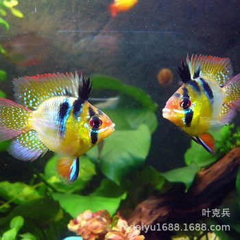 Tropical Ornamental Fish Wholesale Short Bream Fish Dutch Phoenix Ball