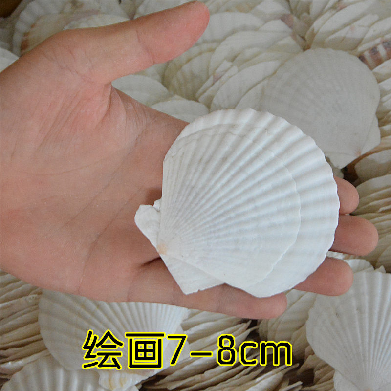 Natural Large White Fan Shell Small Conch Handmade diy Creative Painting Barbecue Fish Tank Hermit Crab Shell