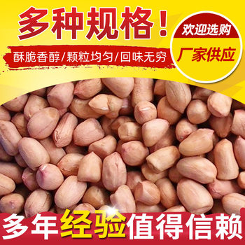 Shandong Spot Quick-release Peanuts New Goods Raw White-skinned Peanut Kernels Raw Material White Sand Peanuts Shelled Peanuts Wholesale