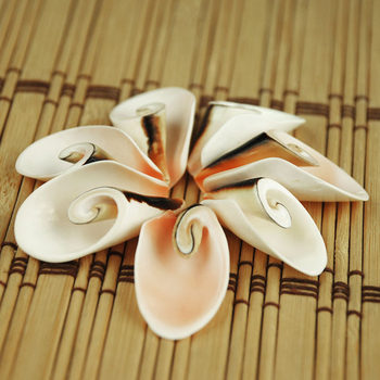 Peacock Screw Tail Mouth Sliced Conch Shell Cutting Aquarium Fish Tank Decoration Wall Sticker 4cm Home Decoration