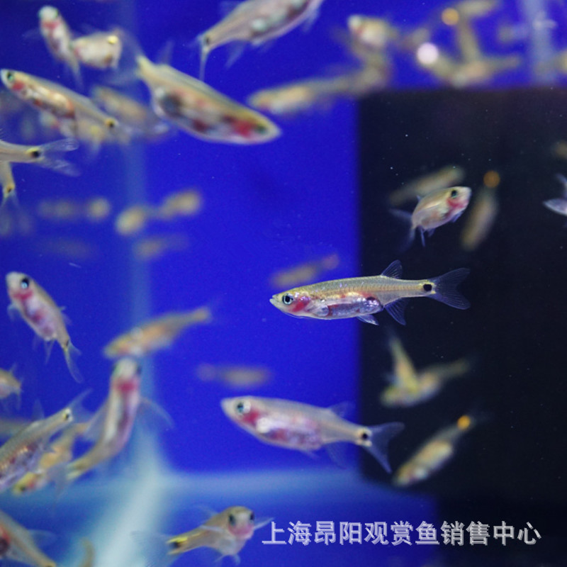 Living lamp fish small tropical ornamental fish dragon beard lamp fish living tropical fish ornamental fish degreasing film Fish Wholesale