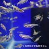 Living lamp fish small tropical ornamental fish dragon beard lamp fish living tropical fish ornamental fish degreasing film Fish Wholesale