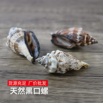 Factory direct batch of natural conch shell black mouth snail fish tank material craft decorations wholesale a large number of one catty