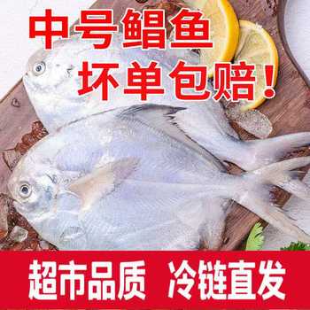 Pomfret Wild Silver Pomfret White Pomfret Flat Fish 2.5kg Fresh Seafood Aquatic Products Fresh Frozen Rizhao Specialties