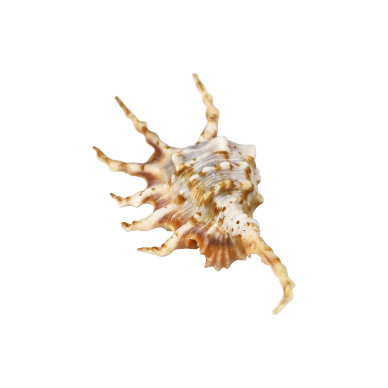 Natural Conch Shell Seven Horned Spider Scorpion Snail Platform Fish Tank Decoration Aquarium Landscape Ornaments Shooting Props