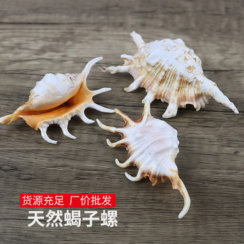 Natural Conch Shell Seven Horned Spider Scorpion Snail Platform Fish Tank Decoration Aquarium Landscape Ornaments Shooting Props