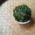 2025 Новый чай Улун Высокогорный Anxi Tieguanyin Tea Qingqing оптом (30) mini 4