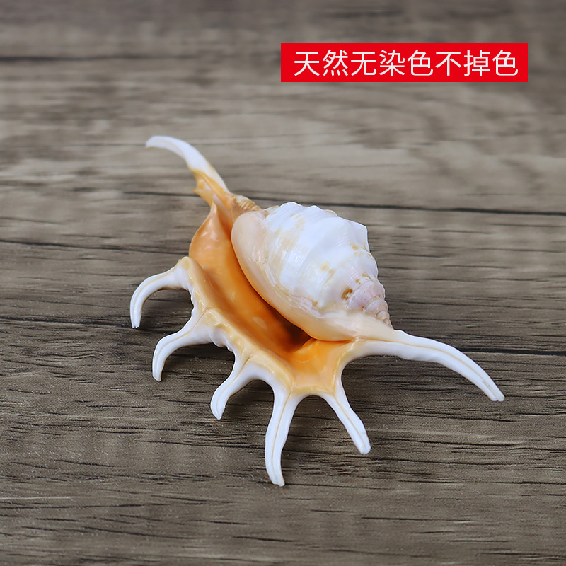 Natural Conch Shell Seven Horned Spider Scorpion Snail Platform Fish Tank Decoration Aquarium Landscape Ornaments Shooting Props