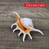 Natural Conch Shell Seven Horned Spider Scorpion Snail Platform Fish Tank Decoration Aquarium Landscape Ornaments Shooting Props