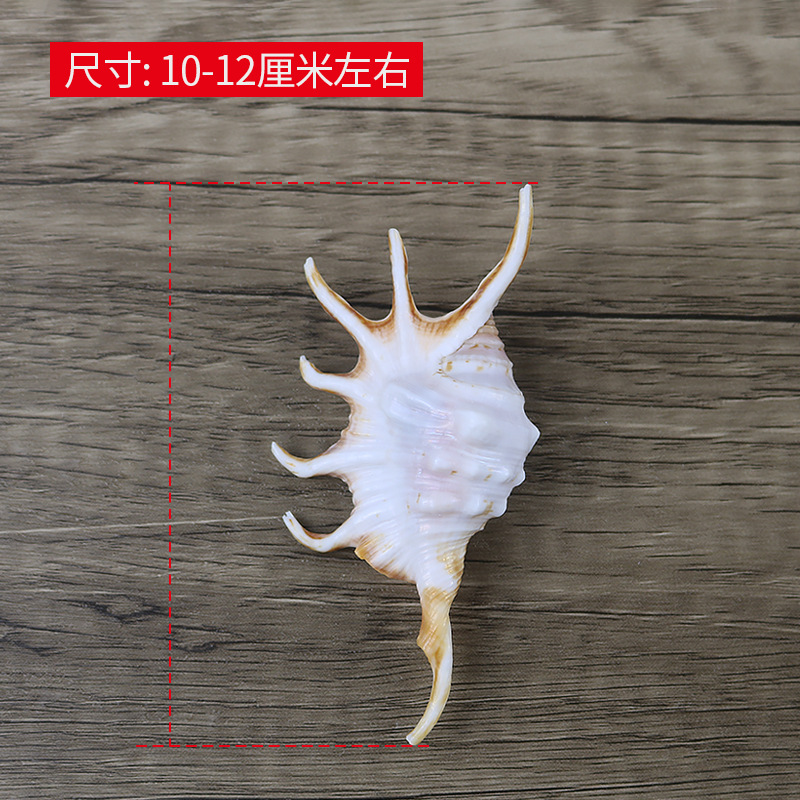 Natural Conch Shell Seven Horned Spider Scorpion Snail Platform Fish Tank Decoration Aquarium Landscape Ornaments Shooting Props