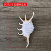 Natural Conch Shell Seven Horned Spider Scorpion Snail Platform Fish Tank Decoration Aquarium Landscape Ornaments Shooting Props