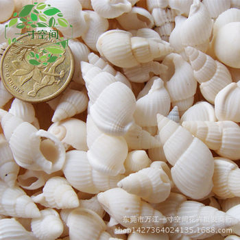 Moss micro landscape Marine landscaping natural small white conch white conch shell marine decoration ornaments