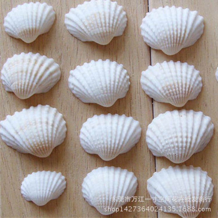 Moss Micro Landscape Fleshy Natural Shell Ornaments Shell Crafts Marine Decorative Ornaments