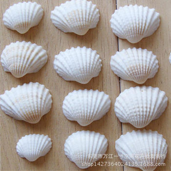 Moss Micro Landscape Fleshy Natural Shell Ornaments Shell Crafts Marine Decorative Ornaments