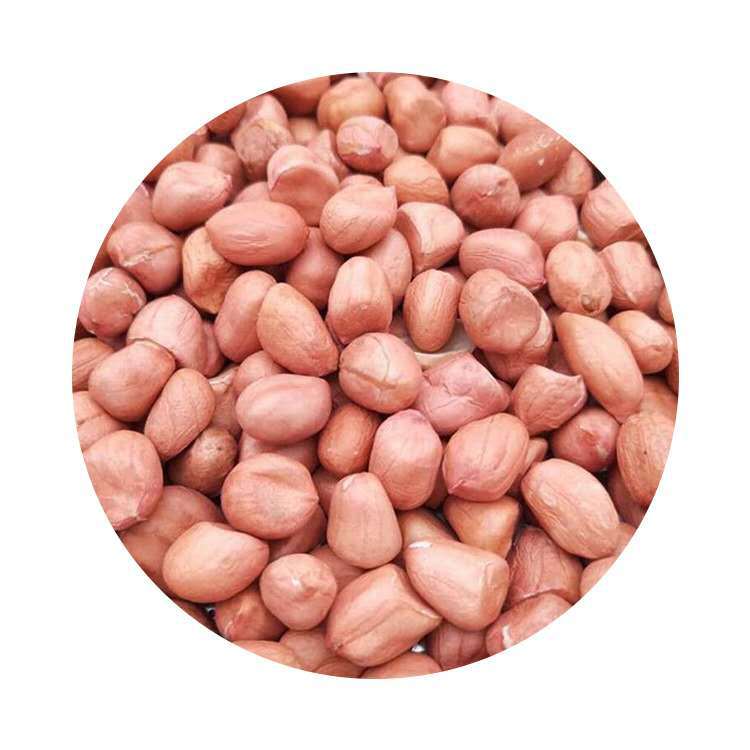 In the season, a large number of new white sand peanuts are produced by in stock farmers.