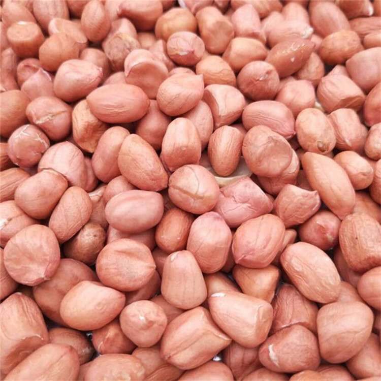 In the season, a large number of new white sand peanuts are produced by in stock farmers.