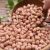 In the season, a large number of new white sand peanuts are produced by in stock farmers.