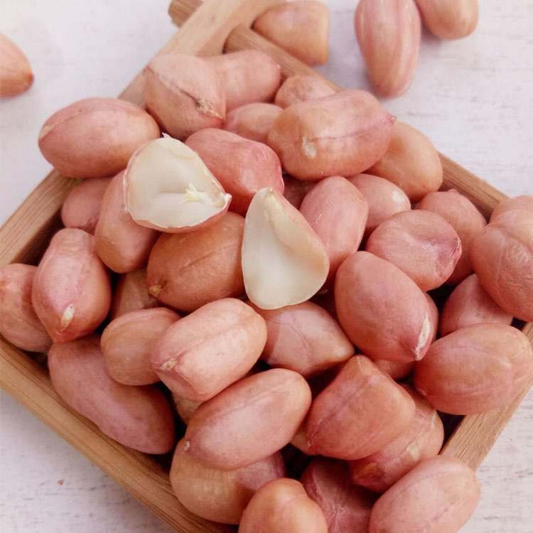 In the season, a large number of new white sand peanuts are produced by in stock farmers.