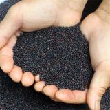 Семена рапса - новинка сезона, их можно выжимать на масло, пророщенные, декоративные, съедобные, выращенные фермерами, в большом количестве, оптом, поштучно, с доставкой
