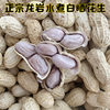 Fujian Longyan Peanuts Boiled White Sun-Dried Salted Dried Peanuts Purple Wet Roasted Red Specialty Garlic Peanuts Four Red