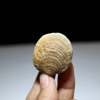 Devonian holeless shell fossil original stone paleontological stone teaching specimen conch brachiopod fossil