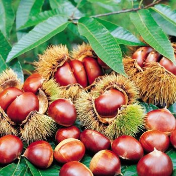 Grafted Chestnut Seedlings Dahongpao Chengde Chestnut Saplings Planted in the South and North Will Bear Fruit in the Same Year