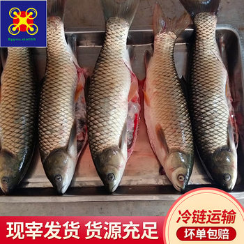 Year-Round Supply of Baiyangyu Grass Carp Guijiang Freshwater Fish Order Ready to Be Slaughtered Net Weight 1.0-1.5kg Grass Carp Meat Wholesale