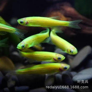 Tropical Fish Ornamental Fish Farm Wholesale Green Apple Zebrafish Green Zebrafish Fluorescent Zebrafish