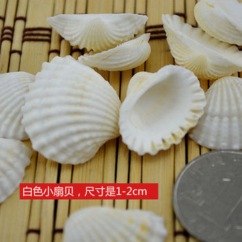 Natural White Shell Conch Fish Tank Small Accessories Vase Accessories White Scallop Small Ornaments Crafts 1-3cm