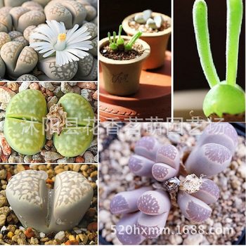 Succulent Plant Branches, Apricots, Bunny Flower Seeds, Stone Flower Heart Seeds, Cute and Interesting 100 Capsules