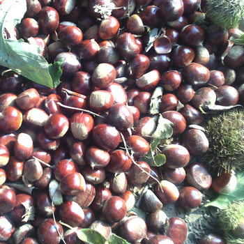 Authentic Qianxi Chestnuts 3113 Standard Chestnuts Qinglong Kuancheng 313 Sweet Chestnut Seeds Sincerely Seeking Sugar-Fried Chestnut Partners Fresh and Glutinous