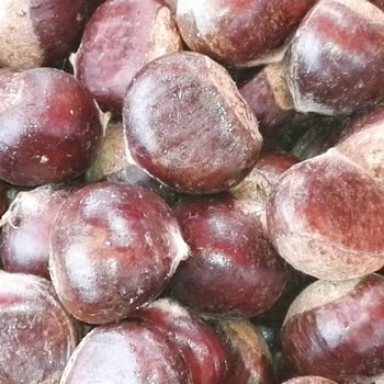 Directly Sold from the Place of Origin, Qianxi Old Tree Chestnuts, Oil Chestnuts, Yanshan Raw Chestnuts 500G/Bag, Freshly Roasted