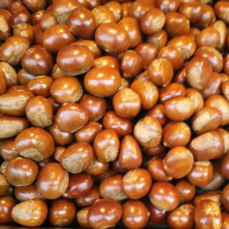 Directly Sold from the Place of Origin, Qianxi Old Tree Chestnuts, Oil Chestnuts, Yanshan Raw Chestnuts 500G/Bag, Freshly Roasted