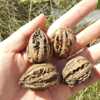 Yichun walnut small Xing'an Ridge walnut Wenwan walnut raw walnut thick peel walnut 500g free shipping