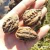 Yichun walnut small Xing'an Ridge walnut Wenwan walnut raw walnut thick peel walnut 500g free shipping