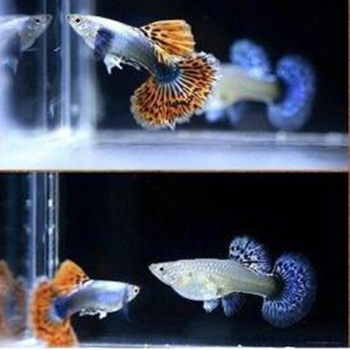 Tropical ornamental fish wholesale guppy fish table Big Ear lace fish Guppy lace anchovies live