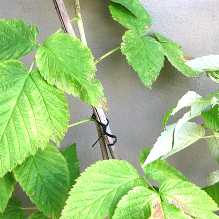 Pe Black Eco-Friendly Cable Ties, Data Cable and Power Cord Ties, Rubber-Coated Iron Core Cable Ties, Free Cutting