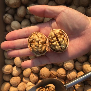 2025 New Xinjiang 33 Walnuts, Original Flavor Walnuts, Easy to Open by Hand, Roasted Nuts, New Walnuts