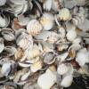 Shells and Conch Shells Sold by the Pound, Direct from the Manufacturer, Colorful Scallops, Handmade Small White Shells, Mixed for Aquarium Landscaping, Starfish