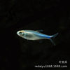 Tropical Ornamental Fish Wholesale Blue Congo Light