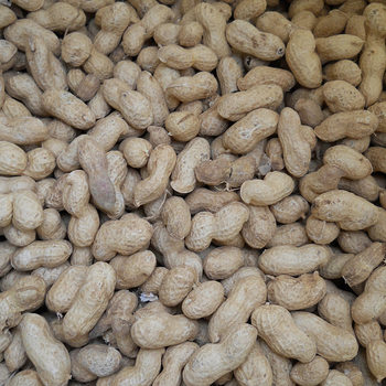 40kg/bag farm raw peanut with skin natural fresh dried peanut