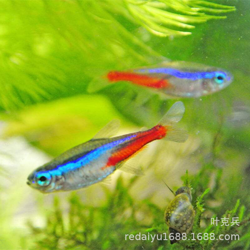 Tropical ornamental fish wholesale traffic light fish fluorescent lamp fish lotus lamp fish swimming fish