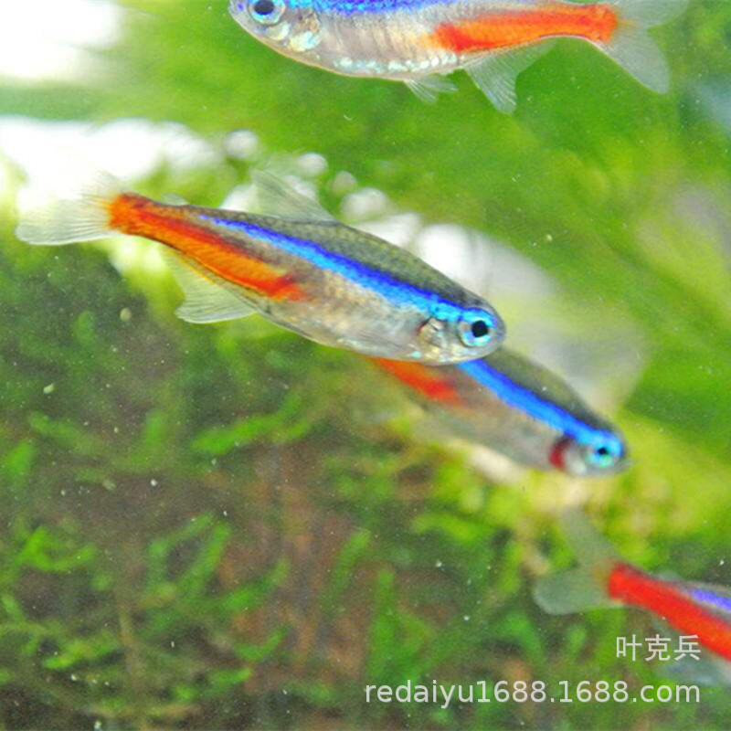 Tropical ornamental fish wholesale traffic light fish fluorescent lamp fish lotus lamp fish swimming fish