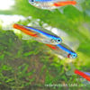 Tropical ornamental fish wholesale traffic light fish fluorescent lamp fish lotus lamp fish swimming fish