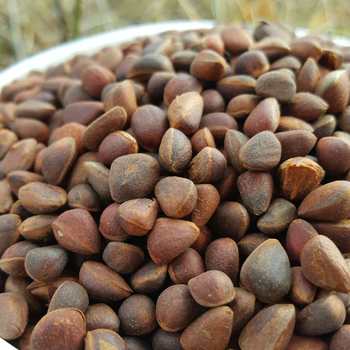 Daxinganling wild horsetail pine nuts new products are on the market very small dry natural drying rat food pine nuts