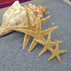 520 flowers starfish gift Amber decoration natural conch shell eternal flower decoration 3.5-8cm