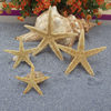 520 flowers starfish gift Amber decoration natural conch shell eternal flower decoration 3.5-8cm