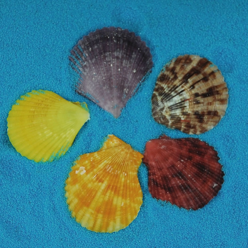 Colorful Scallops, Multicolored Shells, Conch Shells, Purple Wall Stickers, Home Decoration, Fish Tank Decoration, Photography Props, Sea Shells