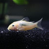 Live Bronze Aquarium Bottom-Dwelling Fish, Tropical Ornamental Fish, Pet Fish, Shanghai Tropical Fish Wholesale